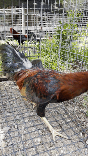 Gà tơ 2.9kg sil mỹ. Mua bán Gà tại Quận 6 Tp Hồ Chí Minh được đăng bởi Nguyên Vũ game farm hình 1
