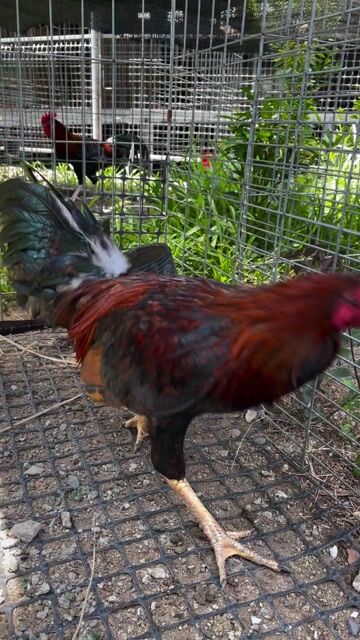 Gà tơ 2.9kg sil mỹ. Mua bán Gà tại Quận 6 Tp Hồ Chí Minh được đăng bởi Nguyên Vũ game farm hình 1