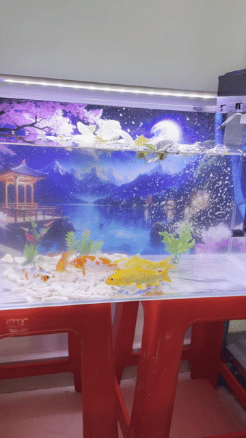 Cá chép Koi hồ kính 60x30x35cm đèn 3 chế độ. Mua bán Thú cưng khác tại Huyện Củ Chi Tp Hồ Chí Minh được đăng bởi Minh Tín hình 1