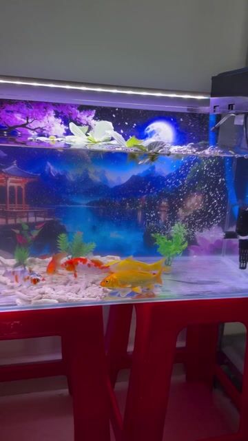 Cá chép Koi hồ kính 60x30x35cm đèn 3 chế độ. Mua bán Thú cưng khác tại Huyện Củ Chi Tp Hồ Chí Minh được đăng bởi Minh Tín hình 1