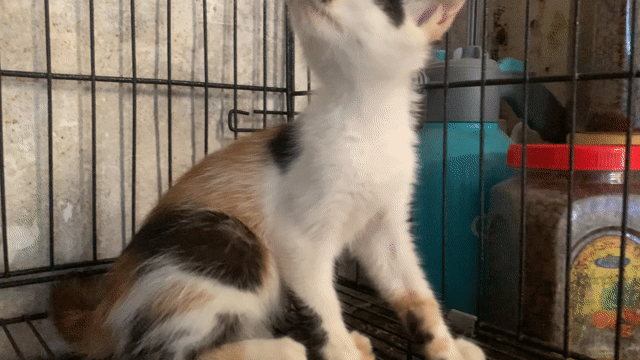 MÈO TAM THỂ 2 THÁNG TÌM BA MẸ. Mua bán Mèo tại Quận Hoàng Mai Hà Nội được đăng bởi HÀ UYỂN NHI  hình 1
