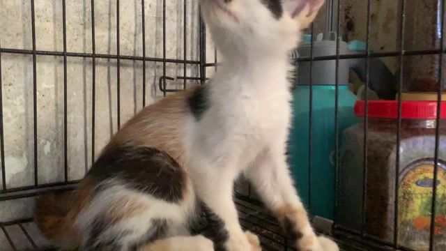 MÈO TAM THỂ 2 THÁNG TÌM BA MẸ. Mua bán Mèo tại Quận Hoàng Mai Hà Nội được đăng bởi HÀ UYỂN NHI  hình 1