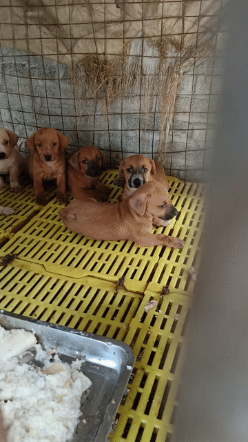 Chó Lạp xưởng nâu trắng cả hai. Mua bán Chó tại Huyện Thanh Oai Hà Nội được đăng bởi hồng anh hình 1
