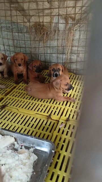 Chó Lạp xưởng nâu trắng cả hai. Mua bán Chó tại Huyện Thanh Oai Hà Nội được đăng bởi hồng anh hình 1