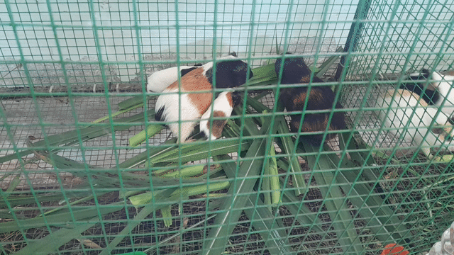 Bọ ú Đa sắc 1-2 tháng. Mua bán Thú cưng khác tại Quận Bình Thuỷ Cần Thơ được đăng bởi Nha Tranthanhnhan hình 1