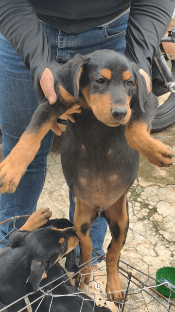 Chó Doberman  con 8kg. Mua bán Chó tại Quận Ninh Kiều Cần Thơ được đăng bởi Penta Store hình 1