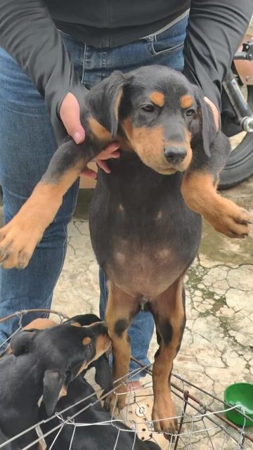 Chó Doberman  con 8kg. Mua bán Chó tại Quận Ninh Kiều Cần Thơ được đăng bởi Penta Store hình 1