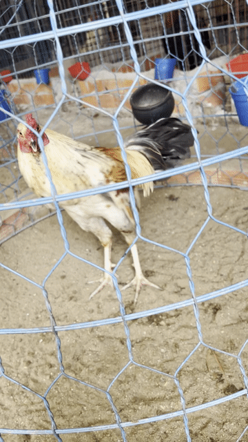 xám chuối 2k2 ga còn lên. Mua bán Gà tại Huyện Châu Thành A Hậu Giang được đăng bởi hữu nhân 95 HG hình 1