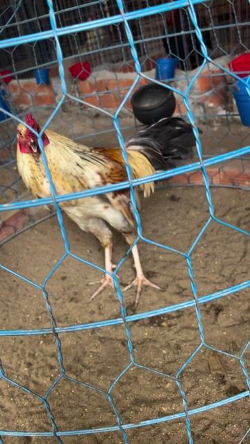 xám chuối 2k2 ga còn lên. Mua bán Gà tại Huyện Châu Thành A Hậu Giang được đăng bởi hữu nhân 95 HG hình 1