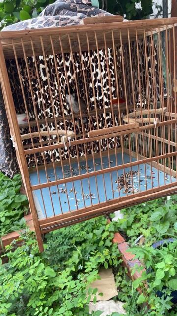Chim cảnh đang thay lông. Mua bán Chim tại Huyện Củ Chi Tp Hồ Chí Minh được đăng bởi Trí hình 1