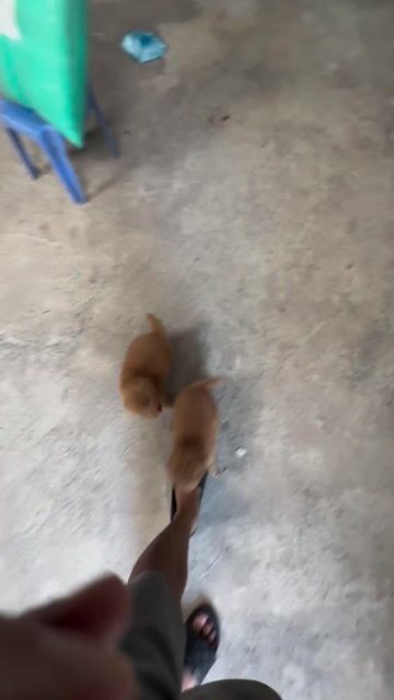 Poodle Nâu như cục bông. Mua bán Chó tại Huyện Trảng Bom Đồng Nai được đăng bởi Hai Mập hình 1