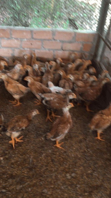 Gà giống Nâu vàng. Mua bán Gà tại Huyện Xuân Lộc Đồng Nai được đăng bởi Bán gà ta giống  hình 1