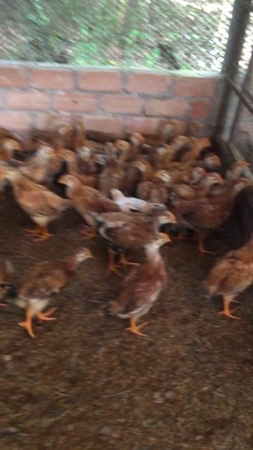 Gà giống Nâu vàng. Mua bán Gà tại Huyện Xuân Lộc Đồng Nai được đăng bởi Bán gà ta giống  hình 1