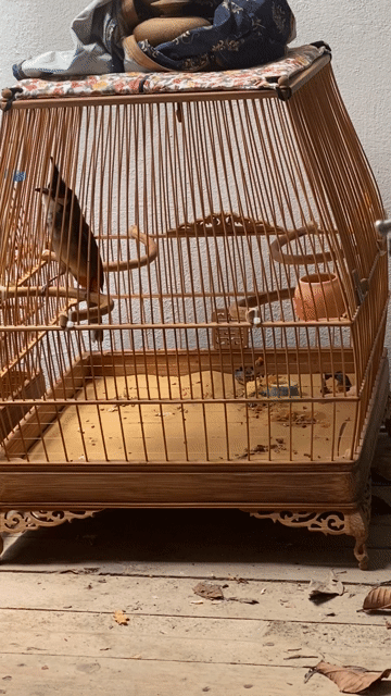 giao lưu mào. Mua bán Chim tại Quận Bắc Từ Liêm Hà Nội được đăng bởi Xuân Lộc hình 1
