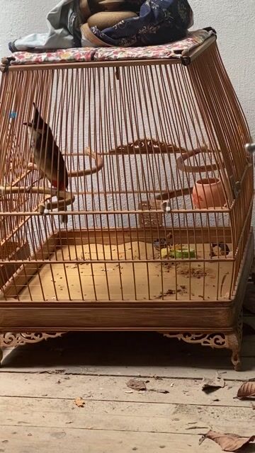 giao lưu mào. Mua bán Chim tại Quận Bắc Từ Liêm Hà Nội được đăng bởi Xuân Lộc hình 1