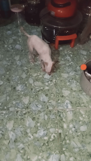 Chó Phốc hươu Mini bò sữa cả hai hơn 1 tuổi. Mua bán Chó tại Quận Hà Đông Hà Nội được đăng bởi bao khánh  hình 1