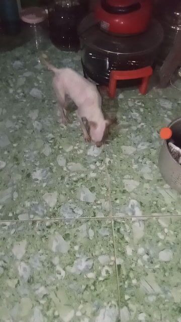 Chó Phốc hươu Mini bò sữa cả hai hơn 1 tuổi. Mua bán Chó tại Quận Hà Đông Hà Nội được đăng bởi bao khánh  hình 1