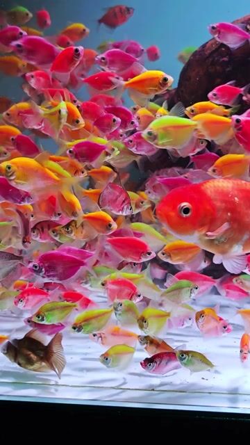 Cá cánh buồm đủ màu. Mua bán Thú cưng khác tại Quận Gò Vấp Tp Hồ Chí Minh được đăng bởi GIA ĐÌNH MÈO hình 1