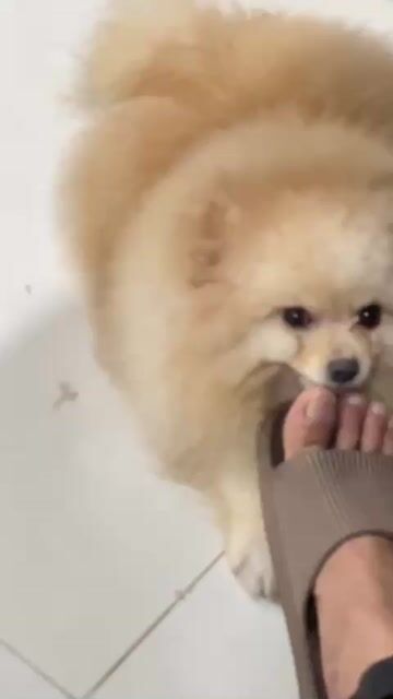 Chó Fox sóc mini Cái Vàng 18 tháng. Mua bán Chó tại Quận Ba Đình Hà Nội được đăng bởi Hckfarm hình 1