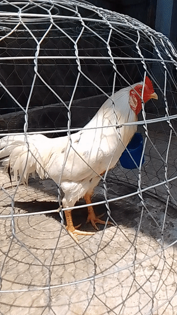 Gà Trắng 3.6kg. Mua bán Gà tại Huyện An Phú An Giang được đăng bởi Út Gà hình 1