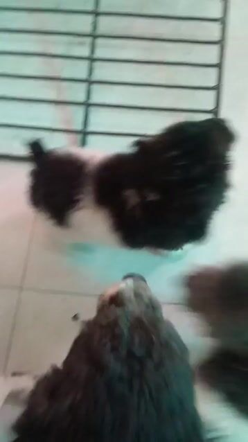 Chó Poodle Toy cái 4.5 tháng. Mua bán Chó tại Thành phố Thuận An Bình Dương được đăng bởi Yến Tăng hình 1