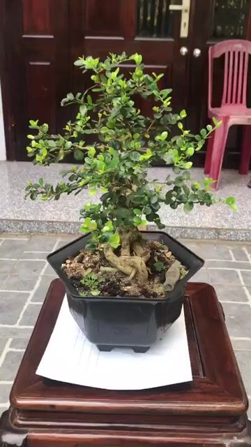Cây cảnh Bonsai sam núi. Mua bán Cây cảnh, đồ trang trí tại Quận Ngũ Hành Sơn Đà Nẵng được đăng bởi Quang Vu hình 1