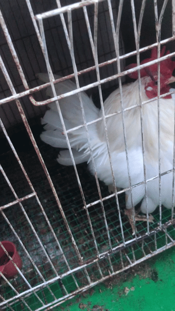 Gà vảy cá Đực Trắng đen Khoẻ mạnh. Mua bán Gà tại Quận Bình Tân Tp Hồ Chí Minh được đăng bởi Duy hình 1