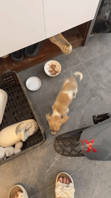 Chó Corgi lai Chihuahua nâu trắng 2 tháng. Mua bán Chó tại Huyện An Dương Hải Phòng được đăng bởi Ly Nguyễn hình 1