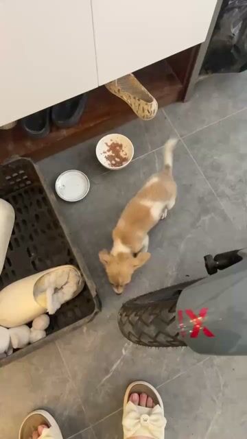 Chó Corgi lai Chihuahua nâu trắng 2 tháng. Mua bán Chó tại Huyện An Dương Hải Phòng được đăng bởi Ly Nguyễn hình 1