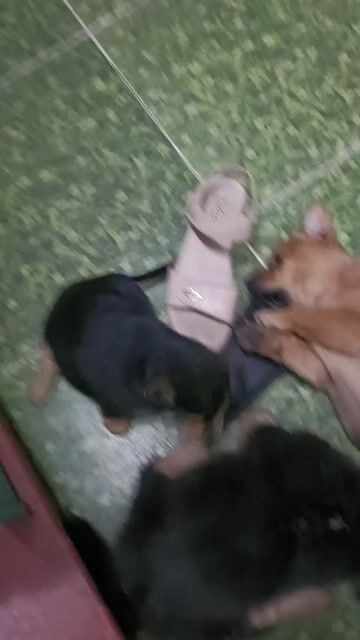 Cần gả mấy em cún cưng. Mua bán Chó tại Thành phố Thủ Đức Tp Hồ Chí Minh được đăng bởi Nguyen Thi Minh Sang hình 1