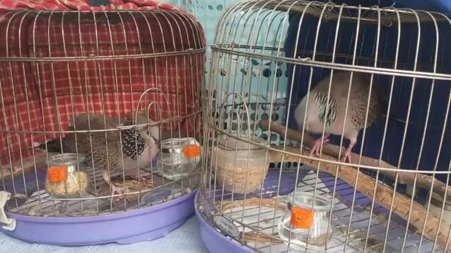 Chia lại cho AE cu gáy 3 mùa. Mua bán Chim tại Quận Bình Thạnh Tp Hồ Chí Minh được đăng bởi Toni Tu hình 1