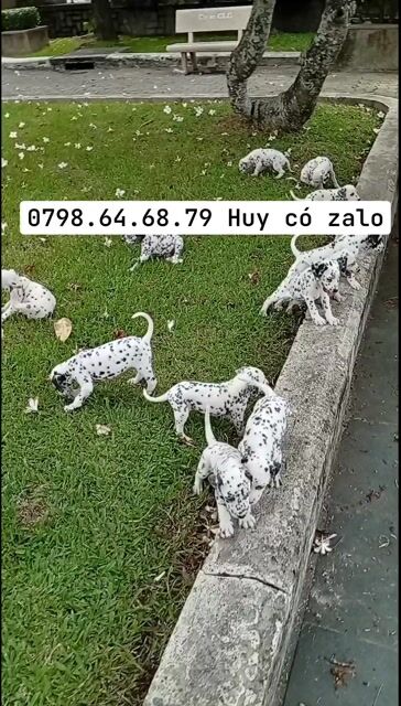 CHÓ ĐỐM THUẦN CHỦNG, CHÓ DALMATIAN, CHÓ ĐÓM ĐẸP. Mua bán Chó tại Huyện Củ Chi Tp Hồ Chí Minh được đăng bởi Nguyễn Huy hình 2