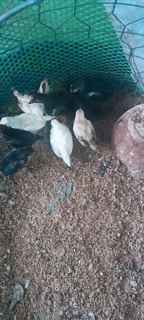 Gà tre Đen, Trắng, Nâu. Mua bán Gà tại Quận Gò Vấp Tp Hồ Chí Minh được đăng bởi le duy hieu hình 1