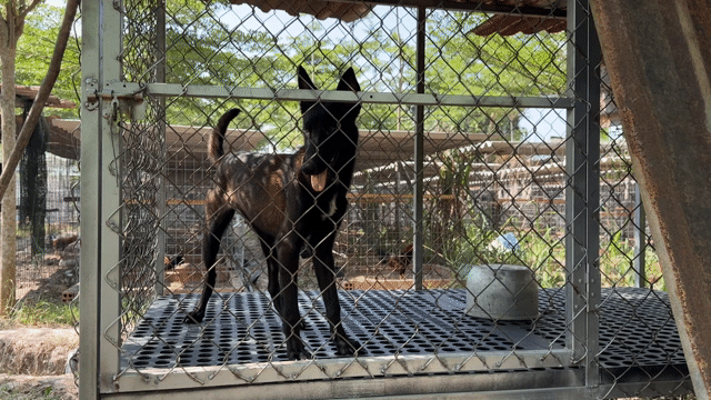 Malinois cần bán. Mua bán Chó tại Huyện Trảng Bàng Tây Ninh được đăng bởi Đại Lam hình 1