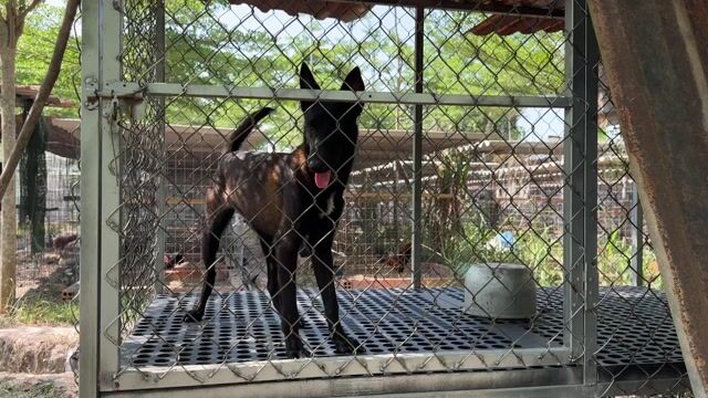 Malinois cần bán. Mua bán Chó tại Huyện Trảng Bàng Tây Ninh được đăng bởi Đại Lam hình 1