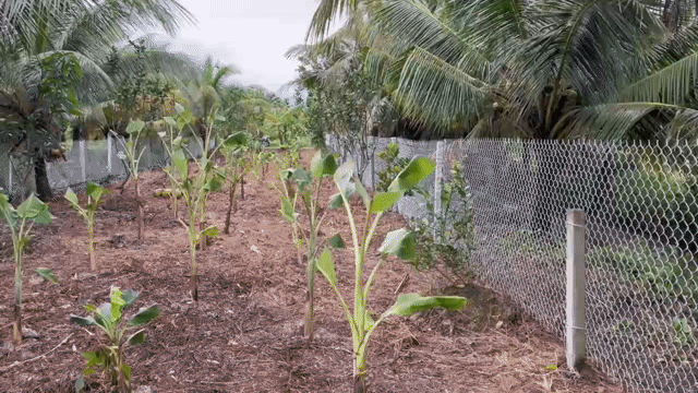 Mua bán Đất Huyện Long Hồ Vĩnh Long diện tích 585 m² giá 1,5 tỷ