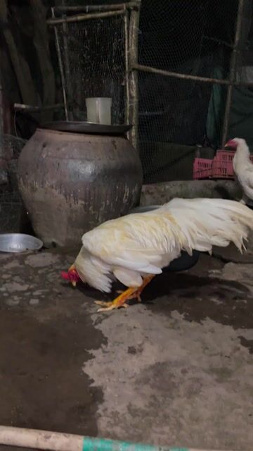 Gà trống Trắng 2.8kg. Mua bán Gà tại Huyện Trần Đề Sóc Trăng được đăng bởi  hoàng hưng hình 1
