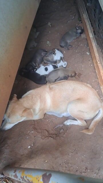 Chó Lai Phú Quốc Đực Cái. Mua bán Chó tại Thành phố Vũng Tàu Bà Rịa - Vũng Tàu được đăng bởi Kiều Xuân Khoa hình 1