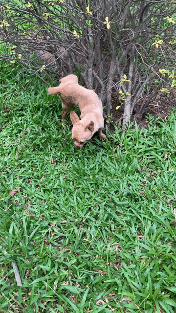 Chihuahua đực Vàng, bò sữa.... Mua bán Chó tại Quận 8 Tp Hồ Chí Minh được đăng bởi Nguyễn Mạnh  hình 1