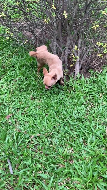 Chihuahua đực Vàng, bò sữa.... Mua bán Chó tại Quận 8 Tp Hồ Chí Minh được đăng bởi Nguyễn Mạnh  hình 1