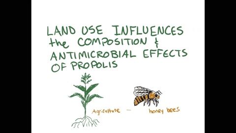Composition and Antimicrobial Effects of Propolis