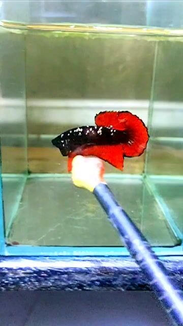 Cá Betta Đen Đỏ Khỏe Mạnh. Mua bán Thú cưng khác tại Thành phố Thủ Đức Tp Hồ Chí Minh được đăng bởi anh tú hình 1