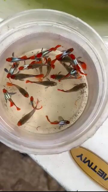 Cá bảy màu Dumbo Koi Guppy Sinh sản. Mua bán Thú cưng khác tại Huyện Bắc Tân Uyên Bình Dương được đăng bởi Chim và Cá Cảnh Bình Dương hình 1