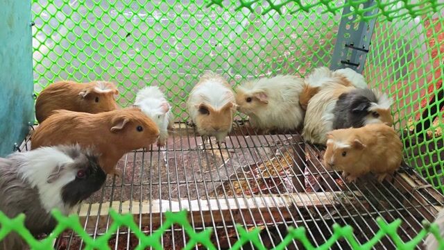 Bọ ú cute. Mua bán Thú cưng khác tại Quận 12 Tp Hồ Chí Minh được đăng bởi Huỳnh Kha hình 1