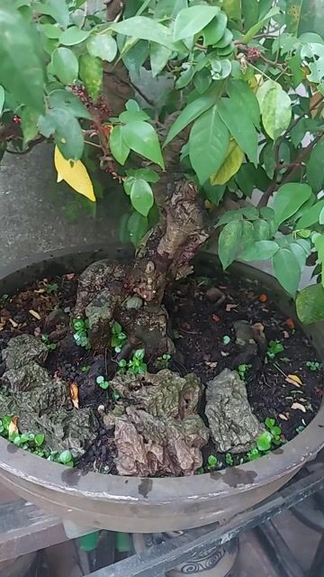 Cây khế Bonsai To Thuần chậu. Mua bán Cây cảnh, đồ trang trí tại Quận 12 Tp Hồ Chí Minh được đăng bởi Phạm Văn Tùng hình 1