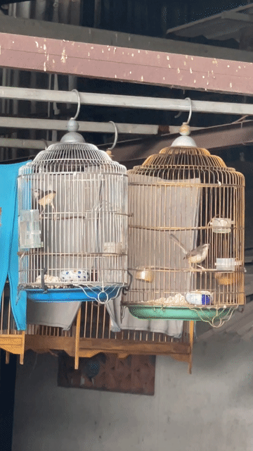 CHIM SÂU LÁT. Mua bán Chim tại Thành phố Thủ Đức Tp Hồ Chí Minh được đăng bởi phuoc hình 1