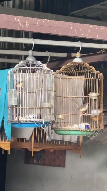 CHIM SÂU LÁT. Mua bán Chim tại Thành phố Thủ Đức Tp Hồ Chí Minh được đăng bởi phuoc hình 1