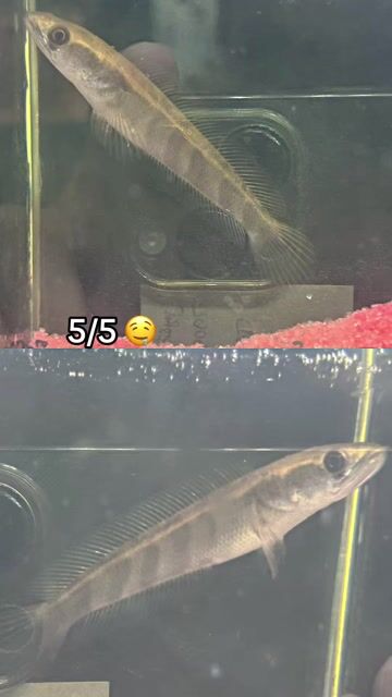Red Barito. Mua bán Thú cưng khác tại Quận 7 Tp Hồ Chí Minh được đăng bởi Minh Nguyenthanh hình 1