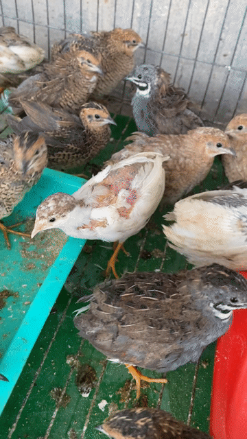 Gà Rutin tí hon nhiều màu. Mua bán Gà tại Huyện Duyên Hải Trà Vinh được đăng bởi Minh hình 1