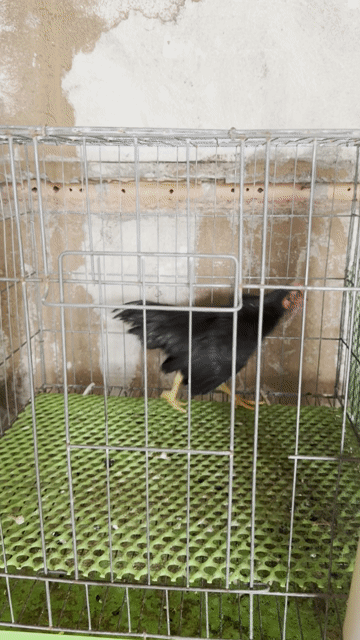 Gà Tre Bắc Ô Đen. Mua bán Gà tại Huyện Vĩnh Cửu Đồng Nai được đăng bởi Biển Thiếu Muối hình 1